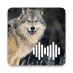 wolf calls android application logo